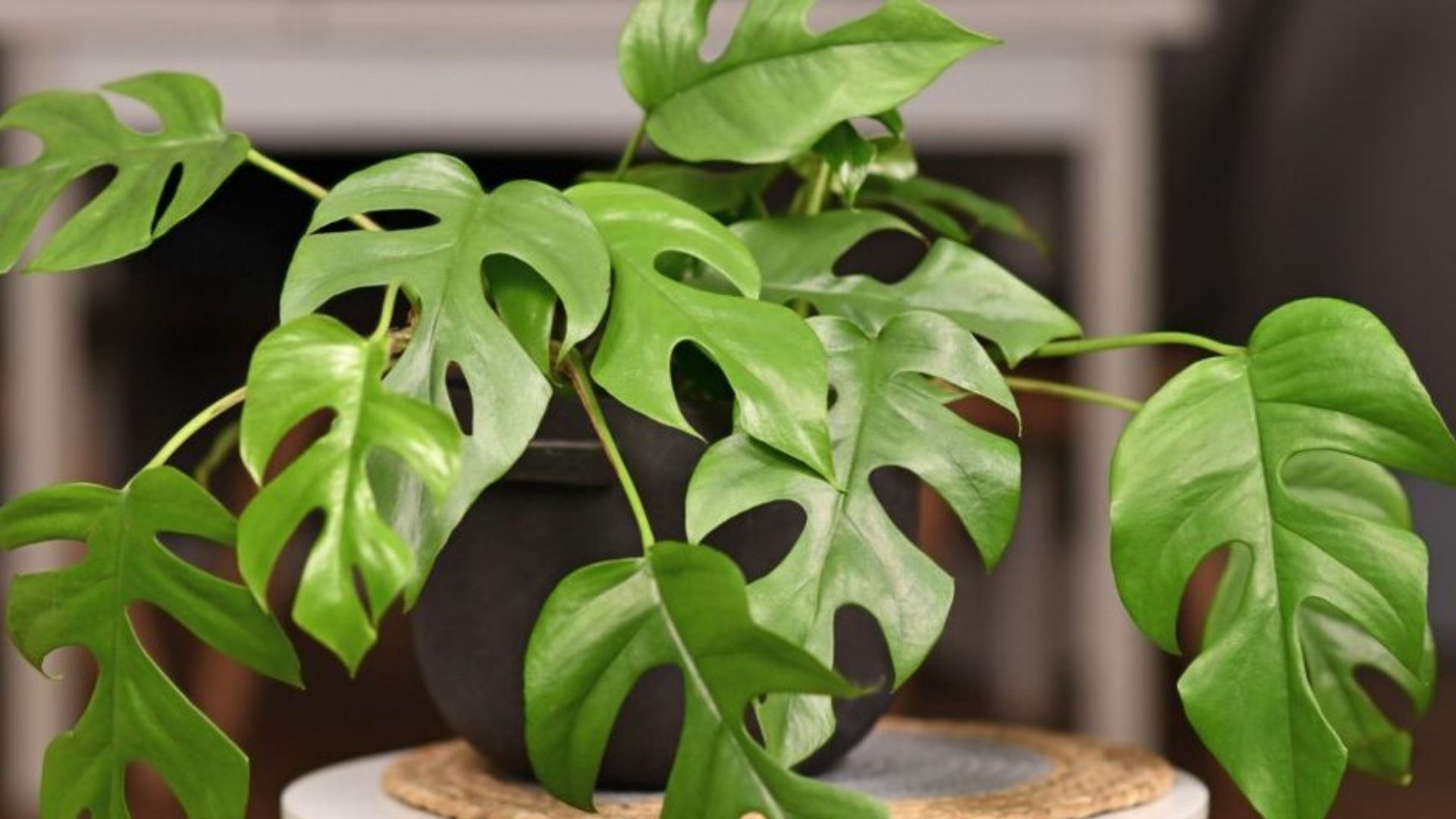 Những Lưu Ý Khi Trồng Cây Lá Monstera Bằng Đèn Quang Hợp